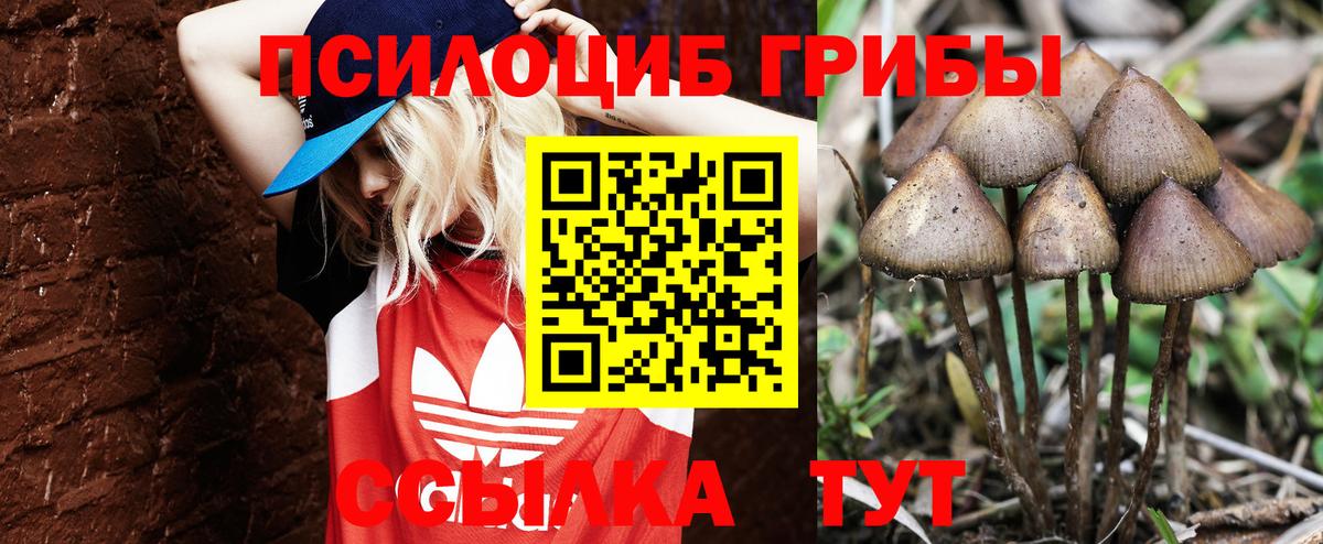 Михайловск  продажа наркотиков  Галлюциногенные грибы MAGIC MUSHROOMS  Вход с VPN  Галлюциногенные грибы Cubensis 